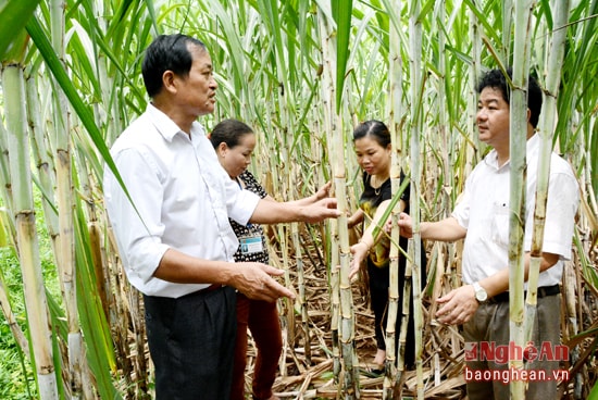 Kiêm tra mô hình mía giống mới và đưa cơ giới vào trong quá trình canh tác