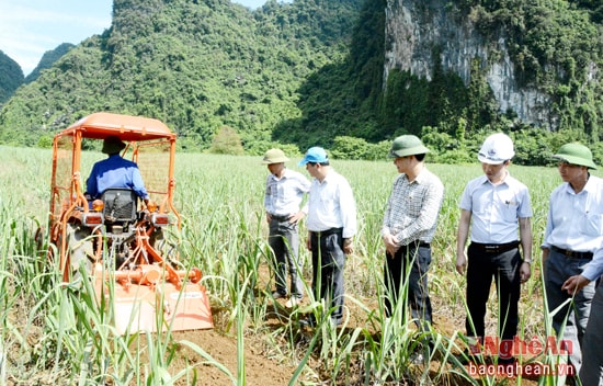 Đưa cơ giới hóa vào công đoạn làm cỏ cho cấy mía ở Cẩm Sơn