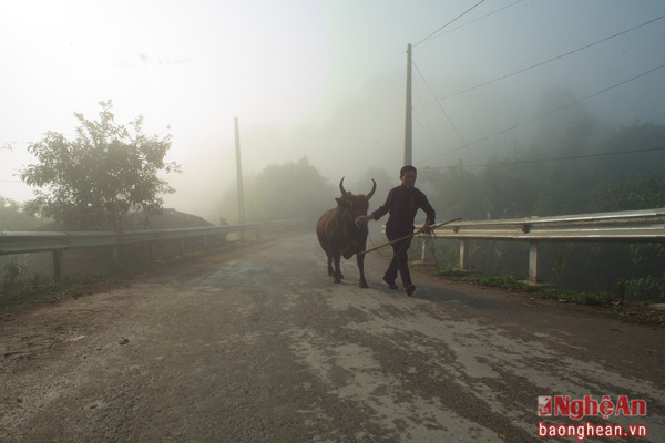 Một người Mông Huồi Tụ dắt bò đi trong sương sớm mai.