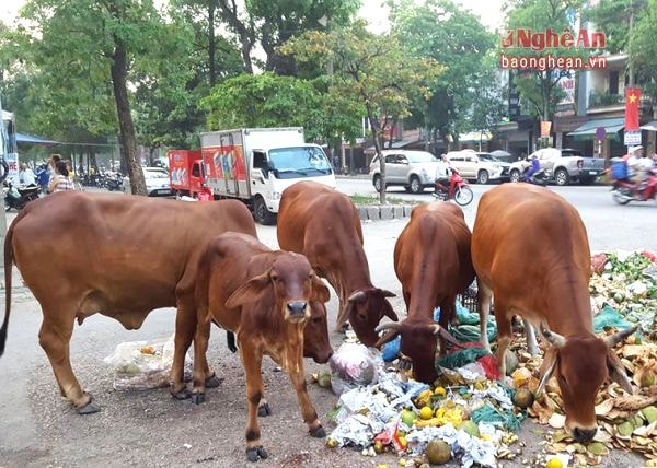 Một đàn bò đang ăn rác trên đường phố, gần khu vực chợ Vinh