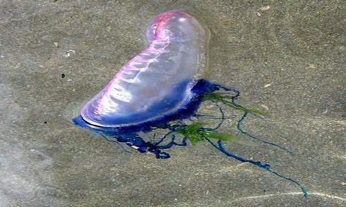 Các tua mang độc tố của Portuguese Man of War có thể gây đau đớn dữ dội nếu chạm vào. Ảnh: Peter Soper.