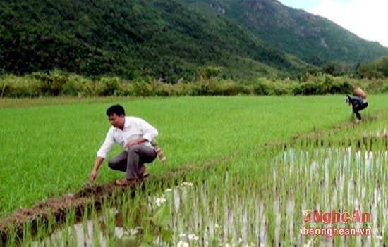 Nhờ áp dụng khoa học kỹ thuật mỗi mùa vụ gia đình anh Xồng Bá Cha thu hoạch trên 1 tấn thóc.