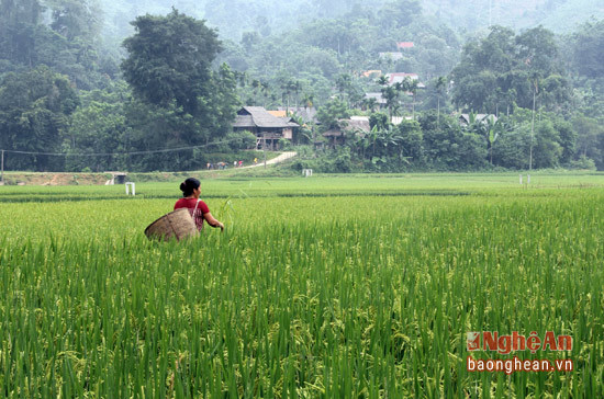 Mô hình trồng lúa Khang Dân cải tiến ở bản Pỏm Om. 