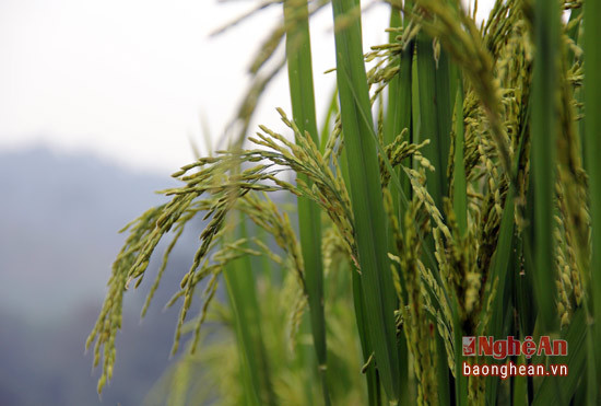 Những bông lúa nặng trĩu hạt đang cho thấy sự hiệu quả bước đầu của giống lúa mới.