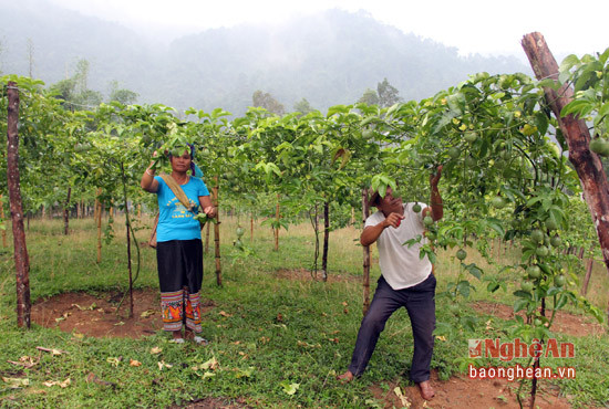 Vợ chồng ông Lữ Thanh Khuê đang chăm sóc cho vườn chanh leo sắp sửa bước vào thu hoạch lứa đầu tiên của gia đình mình.