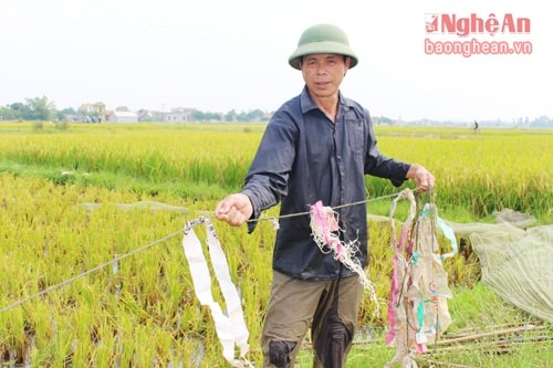 Mr. Nguyen Van Hung, who lives in Village 3, Quynh Thanh commune, said that this was the first season he used net to hunt grasshoppers, after realizing that this way was more effective than driving motorbike along the banks of paddy fields using hand net to catch them. Although the initial cost of buying tools was high (nearly 2 million dongs) but they could earn back such investment within only 1 day going catching, in case of good luck.