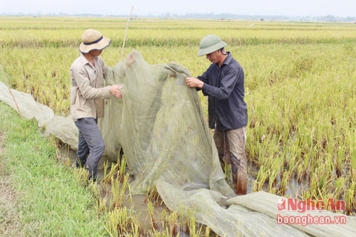Before going catching, people often go around to make out locations of a large number of grasshoppers to arrange net. The net is usually set in shape of a 20-meter frame (like a football goal), then 2 people will hold the endpoints of the net rope and go driving grasshoppers into the frame. After grasshoppers get into the frame, they quickly fold the net to confine them before pouring them into a bag.