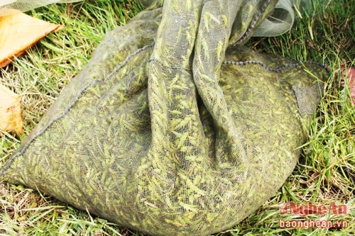 At present, in Quynh Thanh commune, there are about 20 households using this catching method. Each household’s capacity is about 400 kilograms per day and the trapped grasshoppers are to sell to traders. Hunting grasshoppers not only helps them earn more money but also prevent such species from damaging the crops.