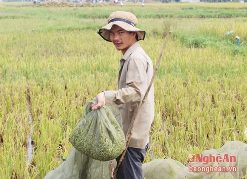 Mr. Nguyen Van Linh traps nearly 20 kilograms of grasshoppers each day and sells them at the price of 40,000-50,000 dongs/kg, which means he can get nearly 1 million dongs per day for this work.