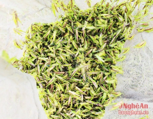 Grasshoppers are delicious food which many people enjoy.