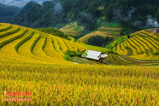 Bình yên trên thung lũng ruộng bậc thang