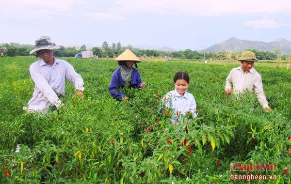 Nông dân xã Khánh Sơn (Nam Đàn) trồng ớt chỉ thiên theo mô hình liên kết DN bao tiêu sản phẩm.