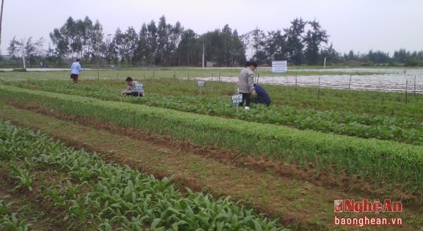 Xã Diễn Thành (Diễn Châu) xây dựng mô hình liên kết với DNđầu tư cơ sở vật chất để sản xuất, tiêu thụ RAT.