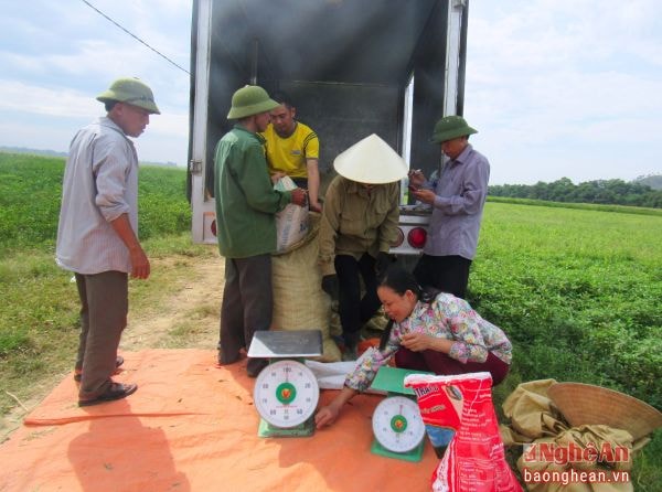 Nông dân Khánh Sơn, Nam Đàn nhập ớt tại ruộng cho DN thu mua. Ảnh: Quang An