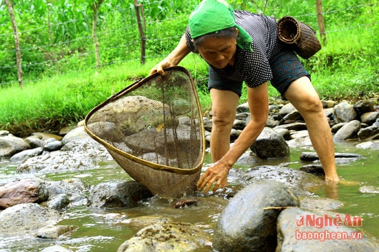 Tranh thủ lúc nhàn rỗi, bà con người Thái ở Nghệ An thường ra suối xúc nòng nọc về chế biến món ăn.