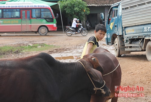 Trong đội ngũ chuyên dắt trâu bò thuê, có không ít trẻ em trên địa bàn. 