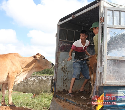 Xe tải vận chuyển trâu bò nhanh, thuận tiện. Vì vậy, hiện nay người dắt trâu bò thuê chỉ có việc khi thương lái cần đưa trâu bò đến những địa điểm gần hoặc chăn dắt trong lúc chờ xe đến đưa đi. 