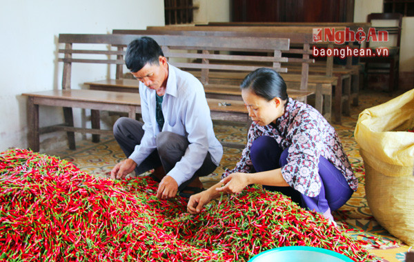 Ban quản lý HTX nông nghiệp Toàn Thắng xã An Hòa (Quỳnh Lưu) liên kết với doanh nghiệp bao tiêu sản phẩm ớt cay cho thành viên.