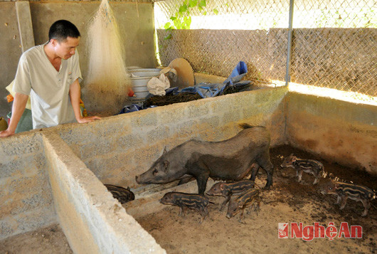 Trang trại chăn nuôi lợn ở Đô Lương, ảnh tư liệu, minh họa