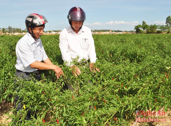 Mô hình rau màu hàng hóa ở Nam Đàn chưa tạo ra được những vùng sản xuất lớn