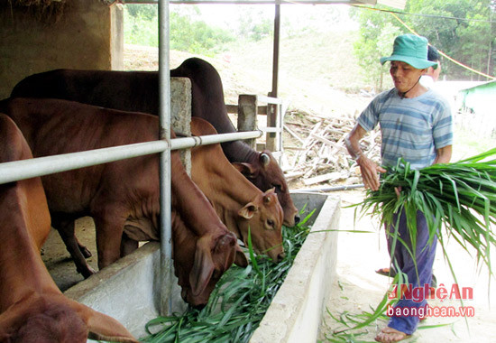 Đàn bò được ông Nguyễn Văn Ngọ ở xóm Bến Mươi xã Nghĩa Khánh được vỗ béo hàng ngày (1)