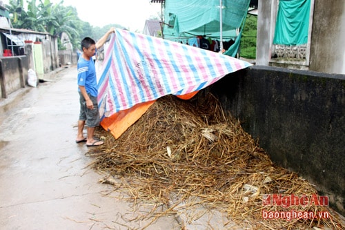 Đống rơm nhà ông Nguyễn Duy Thọ còn sót lại sau vụ cháy nhà rơm đêm 18/9.