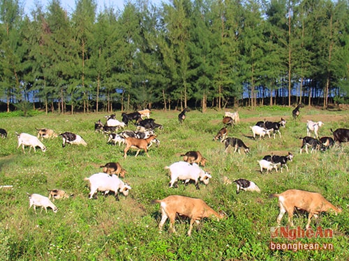 Những Dê chăn thả sẽ sinh trưởng nhanh hơn, tuy nhiên phải trông coi vì có thể ảnh hưởng đến hoa màu.