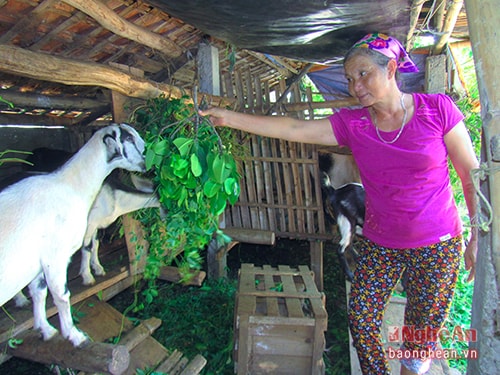 Người dân nuôi nhốt dê và hái lá cây về cho ăn.