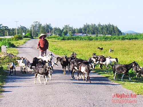 Dê được bà con Diễn Kim chăn thả vào mỗi chiều