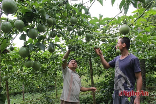 Cây chanh leo được ứng dụng có hiệu quả trong thực tiễn tại huyện Quế Phong