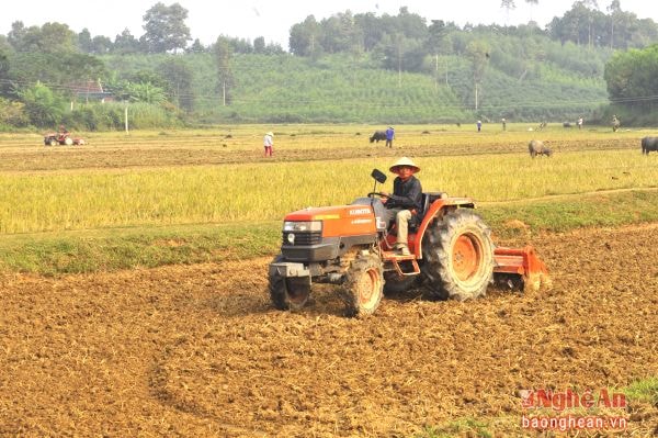 Xóm Mươi Ngoài xã Nghĩa Long (Nghĩa Đàn) tập trung sản xuất ngô vụ đông. Ảnh: P.V