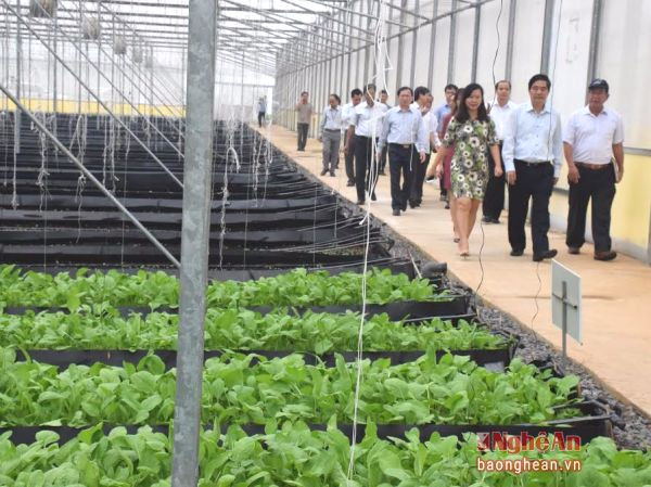 Dự án trồng rau và hoa trong nhà kính của Tập đoàn TH ở huyện Nghĩa Đàn.Ảnh: X.H
