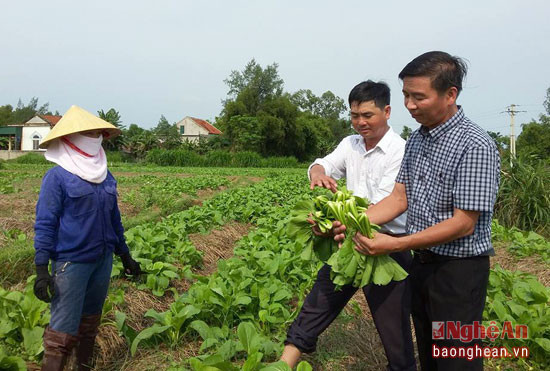 Nhiều diện tích rau màu trên đất 2 lúa ở Nghi Lộc đã cho thu hoạch. Ảnh Hồng Vinh