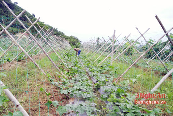 Vụ đông được nông dân lựa chọn những giống cây ngắn ngày, giá trị kinh tế cao. Ảnh Thái Hiền