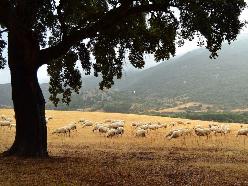 Pecorino Romano ở Sardinia, Italy: Pecorino Romano là một trong những loại phô mai lâu đời nhất của Italy. Loại phô mai này cứng và có vị mặn, được làm từ sữa cừu.  