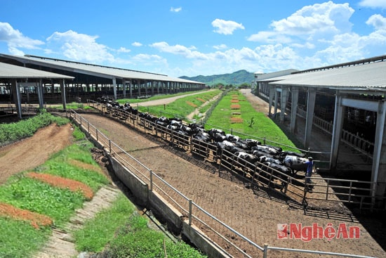 Một góc cụm trang trại số 1 thuộc tập đoàn sữa TH. Ảnh tư liệu Sỹ Minh