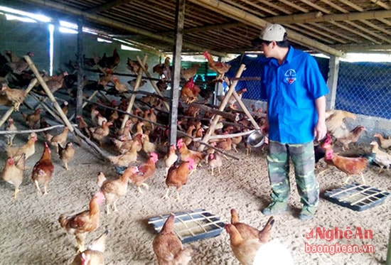 Mô hình chăn nuôi tổng hợp của đảng viên trẻ Nguyễn Văn Anh ở thôn 1.5, xã Cẩm Sơn.