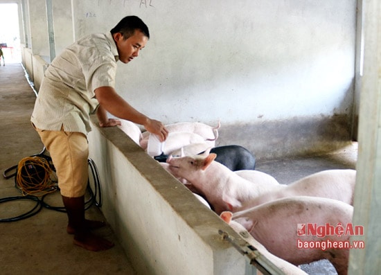 Mô hình chăn nuôi lợn của đảng viên trẻ  Nguyễn Viết Hoàng ở thôn 2, xã Tào Sơn.