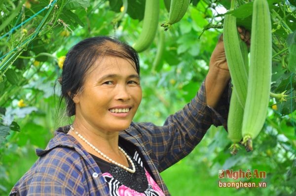 Nông dân xã Cẩm Sơn, huyện anh Sơn trồng mướp cho thu nhập cao