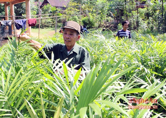 Những cây mây con đã cao ngang đầu người mà vẫn mòn mỏi chờ người đến thu mua.