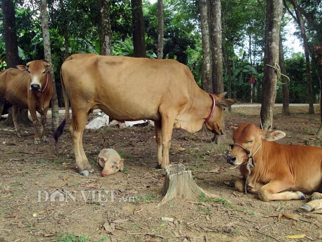 Gia đình chị Hiên còn nuôi một con lợn thịt nhưng chú lợn con này không chịu ở cùng mà luôn đi theo đàn bò.