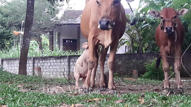 Chú lợn đứng bằng hai chân sau để bú bò mẹ
