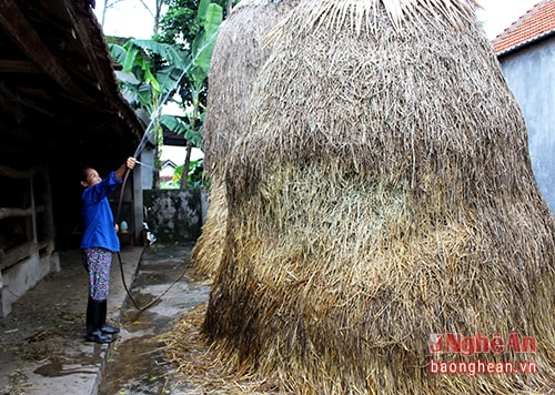 4.Có nhà cẩn thận thì thường xuyên phun nước vào rơm. Nhất là những khi trong xóm có cháy hay những hôm trời không mưa, trước lúc đi ngủ thì họ phun cho rơm ướt  đẫm. Theo người dân ở đây, làm như thế để yên tâm hơn, chứ rơm ngoài vườn của một số nhà vẫn cháy giữa trời mưa. 