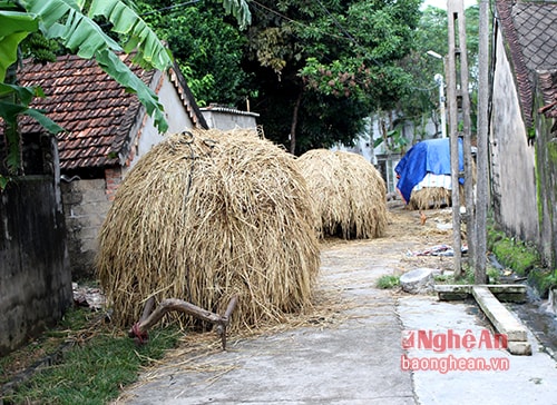 9.Nhiều gia đình trong xóm lo sợ cháy rơm, không còn thức ăn cho trâu bò, đã mạnh dạn chuyển phần lớn số rơm hiện có đi gửi ở những nhà anh em trong xã. Trong ảnh: Những xe rơm chuẩn bị lên đường đi gửi.