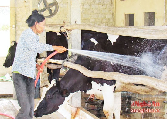Nông dân xã Nghĩa Hòa, TX. Thái Hòa vệ sinh cho bò sữa