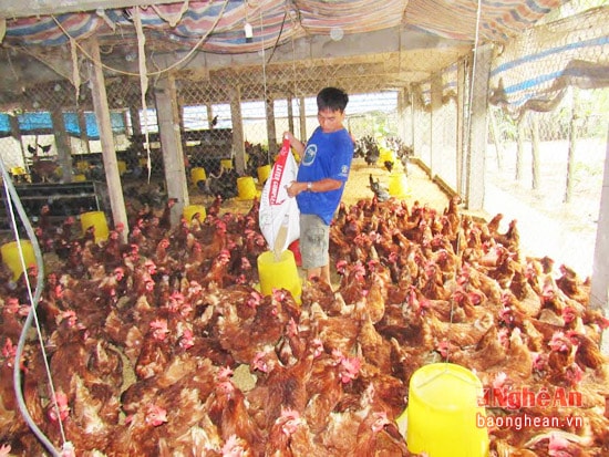 Chăm sóc đàn gà ở xã Diễn Trung (Diễn Châu).