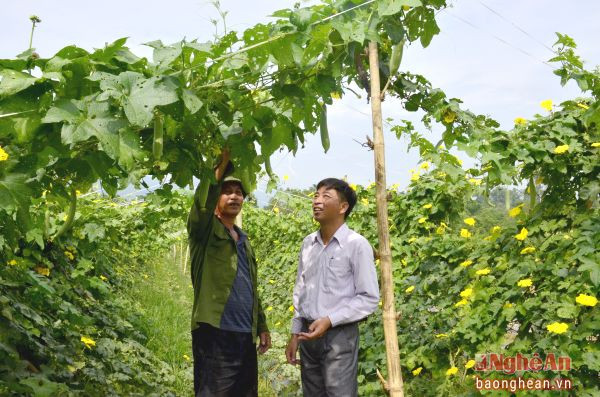 2. Sau dồn điền đổi thửa, nông dân xã Cẩm Sơn, Anh Sơn có điều kiện thâm canh nâng cao giá trị sản xuất