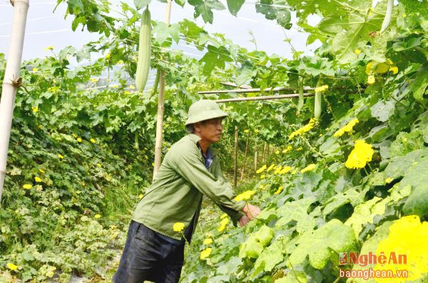 3.Sau dồn điền đổi thửa, nông dân xã Cẩm Sơn, Anh Sơn có điều kiện thâm canh nâng cao giá trị sản xuất.