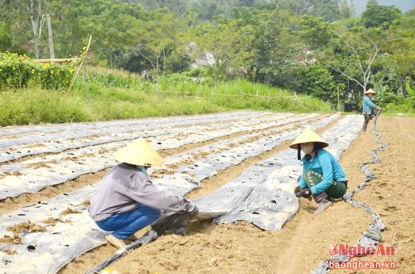 Nông dân xã Cẩm Sơn, Anh Sơn gieo trồng sau dồn điền đổi thửa