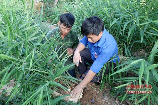 Trồng gừng trong bao tải, mỗi năm đem lại nguồn thu nhập trên 120 triệu đồng cho gia đình anh Nghĩa.